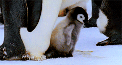 _images/penguin1.gif