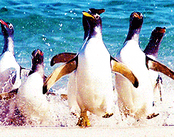 _images/penguin2.gif
