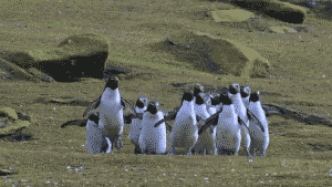 _images/penguin3.gif